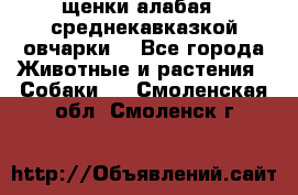 щенки алабая ( среднекавказкой овчарки) - Все города Животные и растения » Собаки   . Смоленская обл.,Смоленск г.